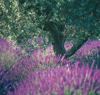 Provence – auf den Wegen des Lichts